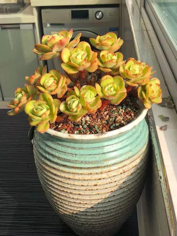 4种大型多肉超霸气,个个都是“巨无霸”,越养越值钱!