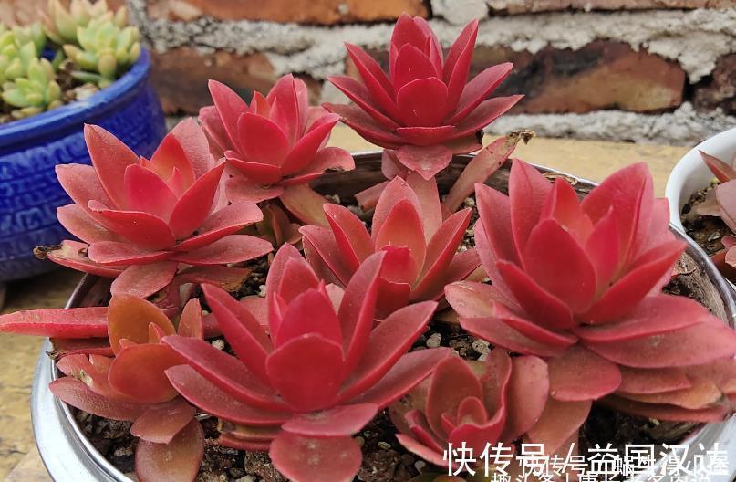 白粉病|多肉火祭算不算好品种？看完它的优点和缺点，我想大家自有定论