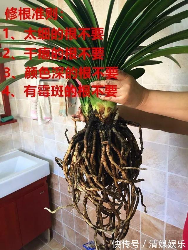 偷偷告诉你，高手养花必备“4个技巧”，养啥花都能“枝粗叶绿”