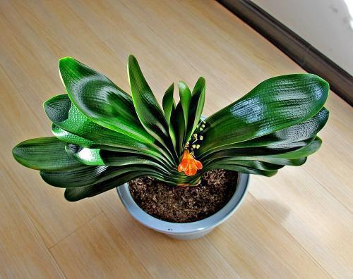 救回来|君子兰烂根“快死了”,别着急扔,一招就能救回来