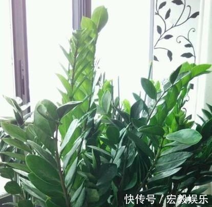 6种“吉利花”养在客厅里,一帆风顺,运气好,日子越过越顺当