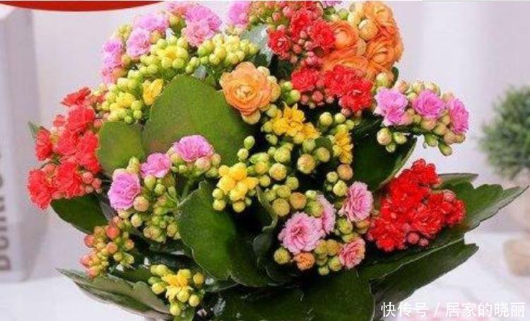 花色|家养这些植物，阳台开出花海，开花美长势旺，黄绿交辉，内敛美