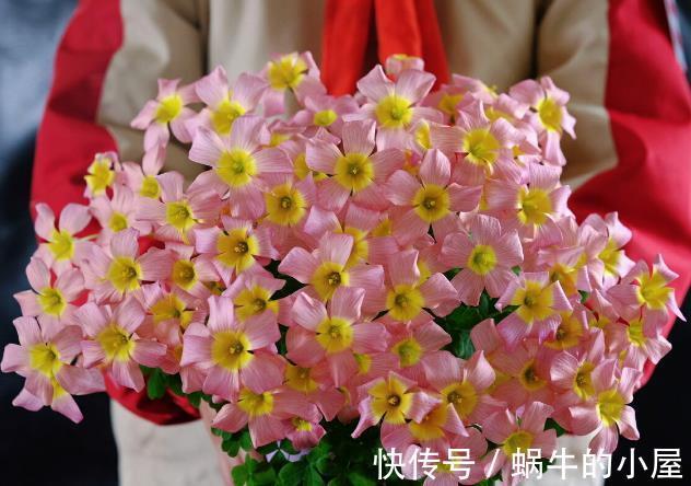 栽种|九月，很多养花人要笑了，因为7个好消息接踵而来