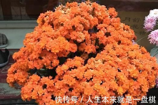 药片|长寿花“开花少”,一粒“小药片”丢下去,1盆长出60个花苞
