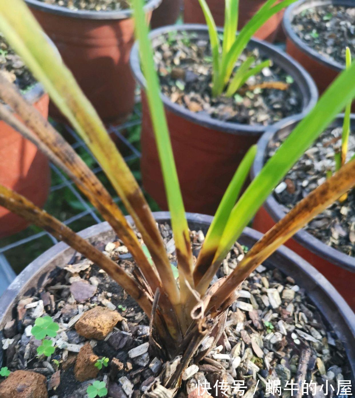 休眠|8种“漂亮花”,就怕暴雨天,淋雨就烂,赶紧搬到屋里去