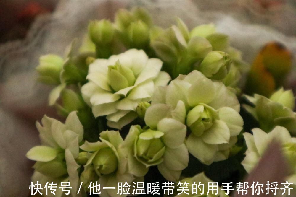 长寿|4种“超长寿”的植物，家里有老人，一定要养！