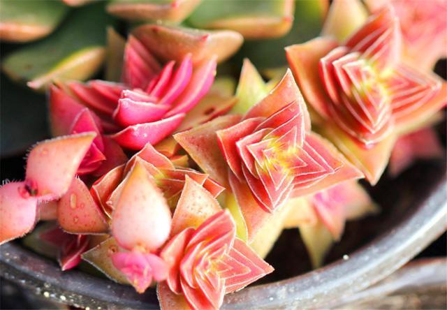 阳台养多肉专用技巧，只要5招，阳台也能养出极品多肉