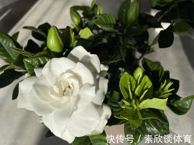 年宵花|如果不是万不得已，这3种花年后再买，省钱又好养