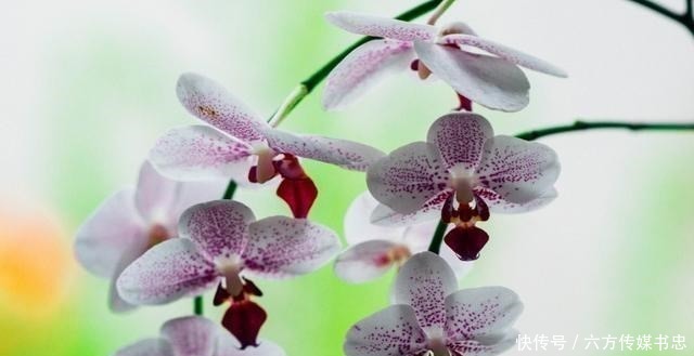 阳历2月7号是什么星座