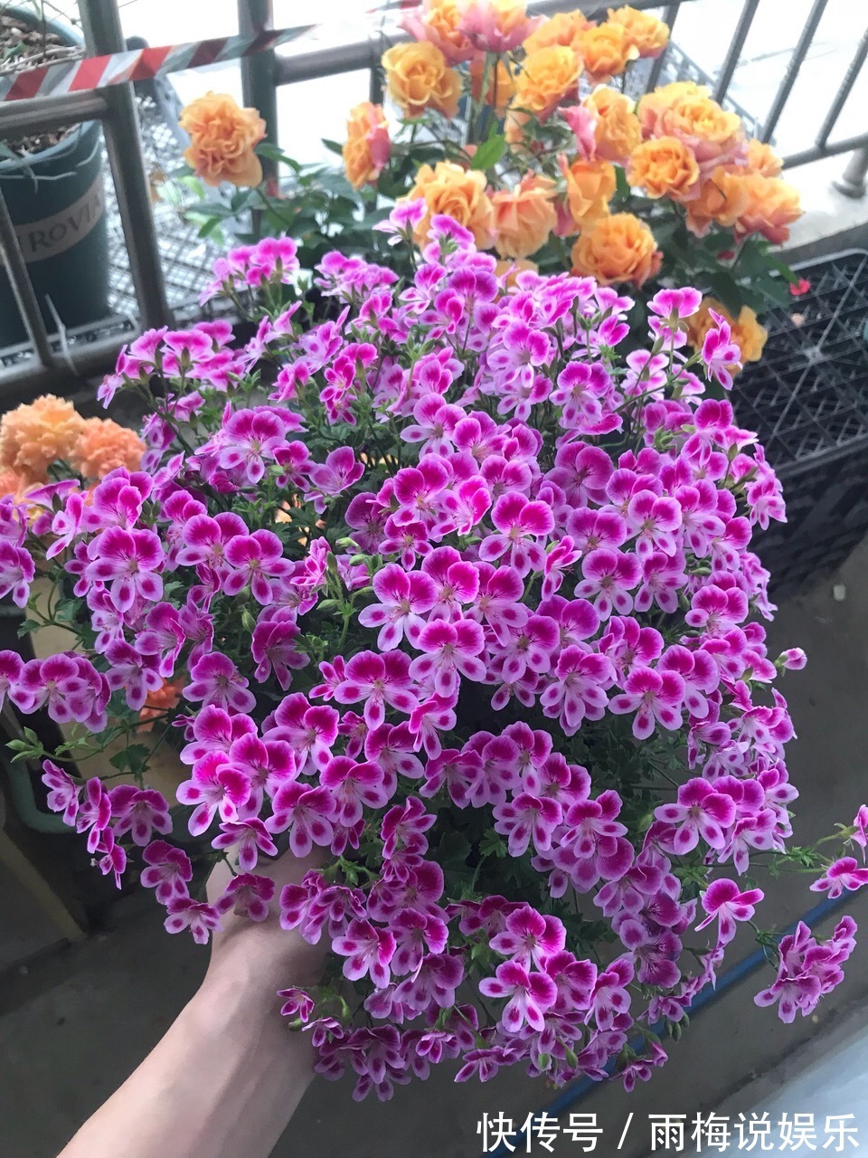 秋季|养长寿花、天竺葵，喂上1种“粉末”，花比叶子多，百试百灵