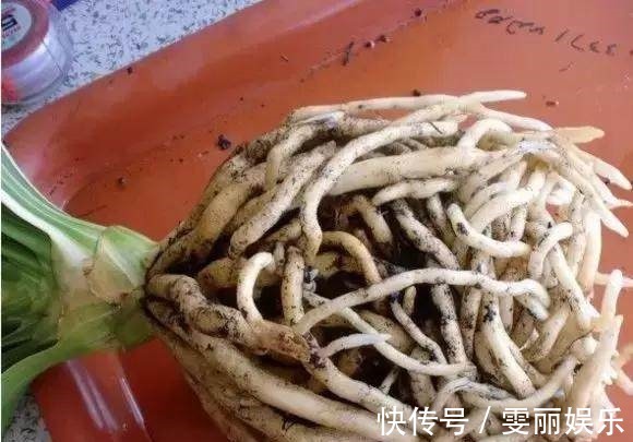 蟹爪兰|秋天准备“抗冻肥”,给君子兰、蟹爪兰“喂上”,长得旺、开花多