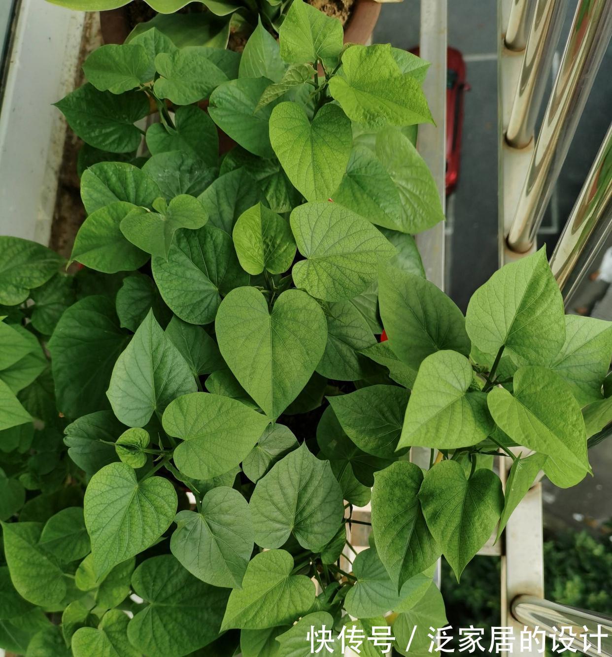 红薯还能这样玩，简单好养，一个月变盆景，生机盎然