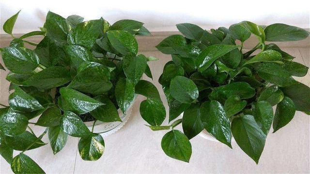 绿萝到底怎么浇水2个浇水技巧,学会浇水就能把绿萝养爆盆