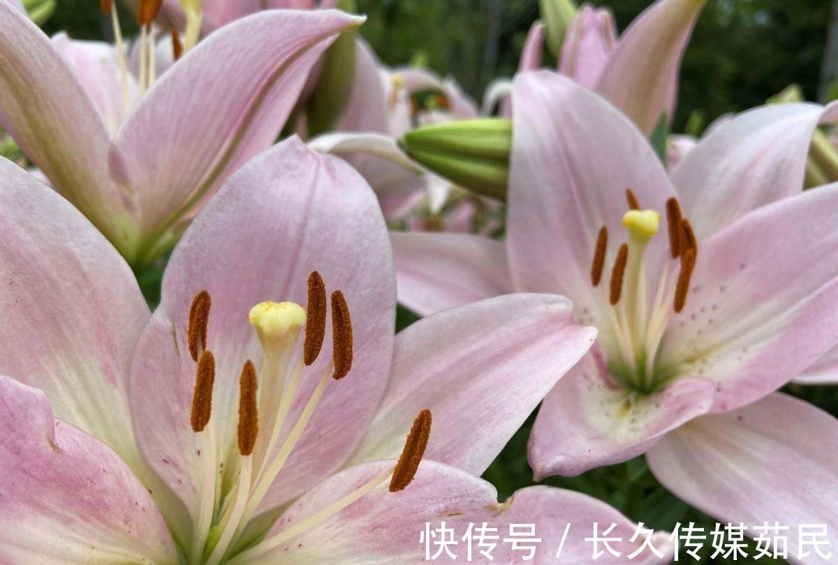 百合花|沈阳沈水湾公园：又美又仙百合花海