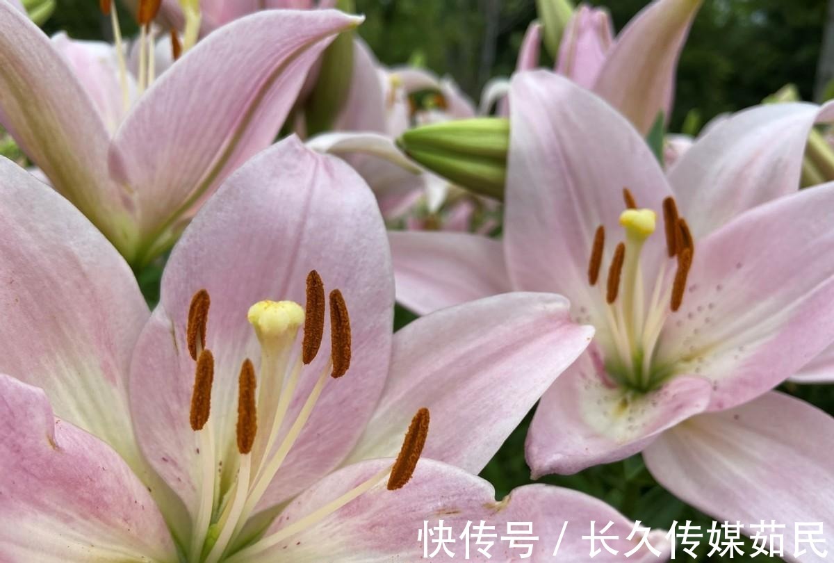 百合花|沈阳沈水湾公园:又美又仙百合花海