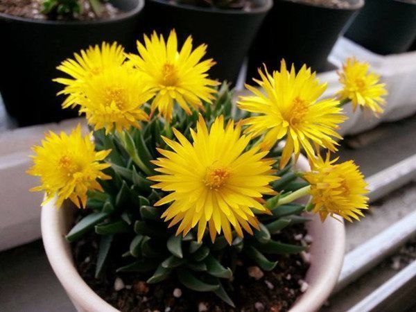 适合春季养的花,好活易爆盆,花朵很大,品种丰富