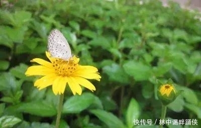 还在想施什么花肥,用什么花土捉急?放点木屑直接解决所有问题