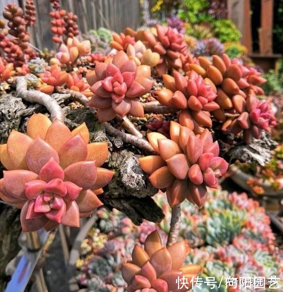 你买多肉总是小心翼翼，问东问西，没成想，收到的多肉依然养不好