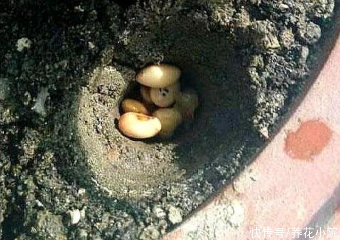 饼肥|煮熟的黄豆,能不能直接埋到花盆里当花肥?需要注意什么