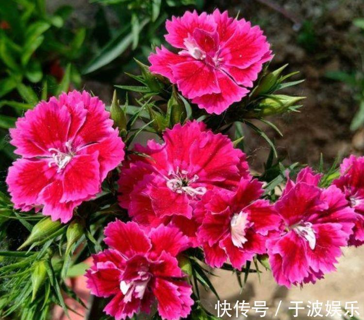 迷人|4种花好养易活,旺财又养人,花朵迷人,阵阵花香,花朵大!