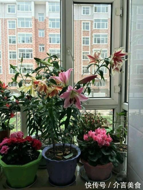 养花好几年,3个“小技巧”要收好,方法简单,盆栽长得好极了