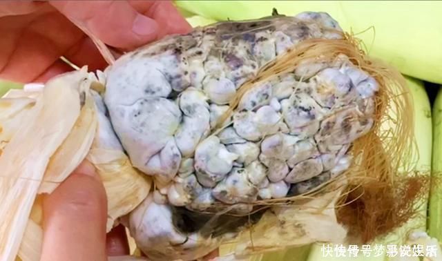 黑粉菌|它和玉米共生,农民见了头疼,城里人却当成美食,简单一蒸,真香