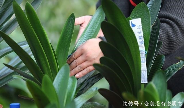 君子兰缺肥有什么症状一年四季怎样给君子兰施肥！