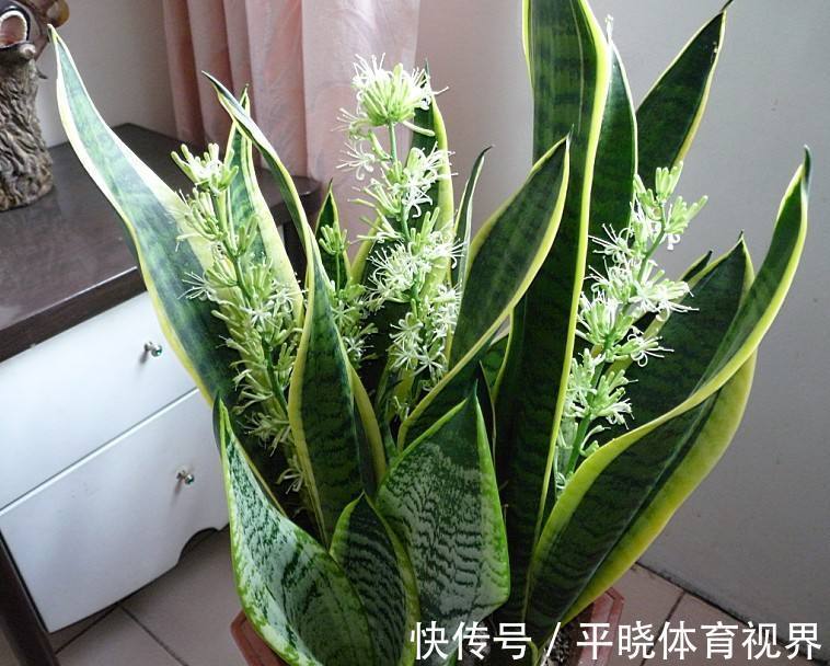 花卉|养花六年,4种花一直不舍得扔,我有喜欢它们的理由