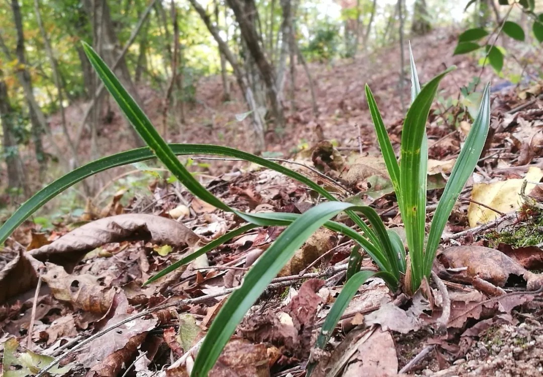 野生|家养兰花常发病,为什么野外的兰花病害少?兰友一语道破玄机