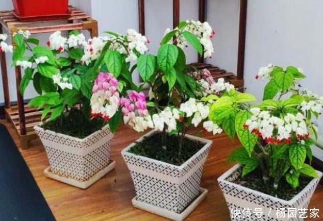 土壤|盆栽土结块怎么办?往土壤中掺杂3样东西,让花草根系越长越旺