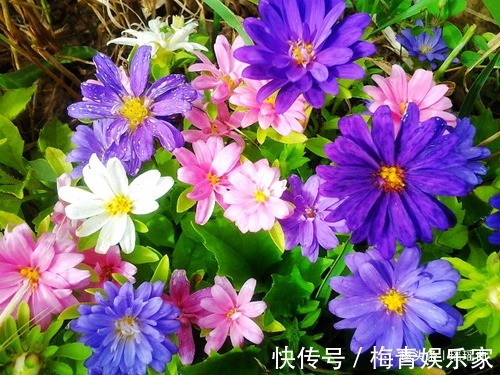 此花绚丽多彩,光彩夺目,让人十分的有安全感,有着相信我的寓意