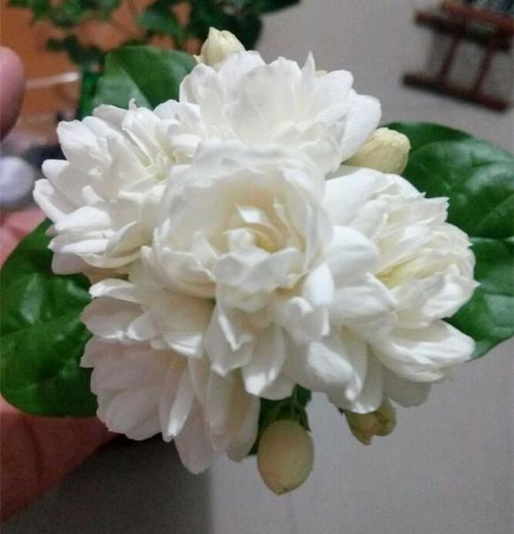 养茉莉其实很简单,只要迎着喜好走,花开满室香!