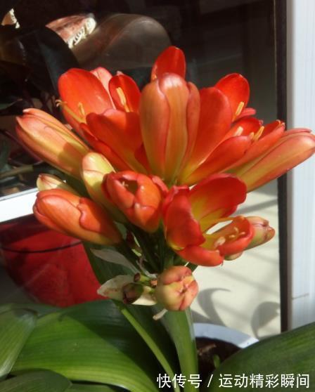 冬天养君子兰,定期喂点“小零食”,根正苗壮,开花一茬接一茬