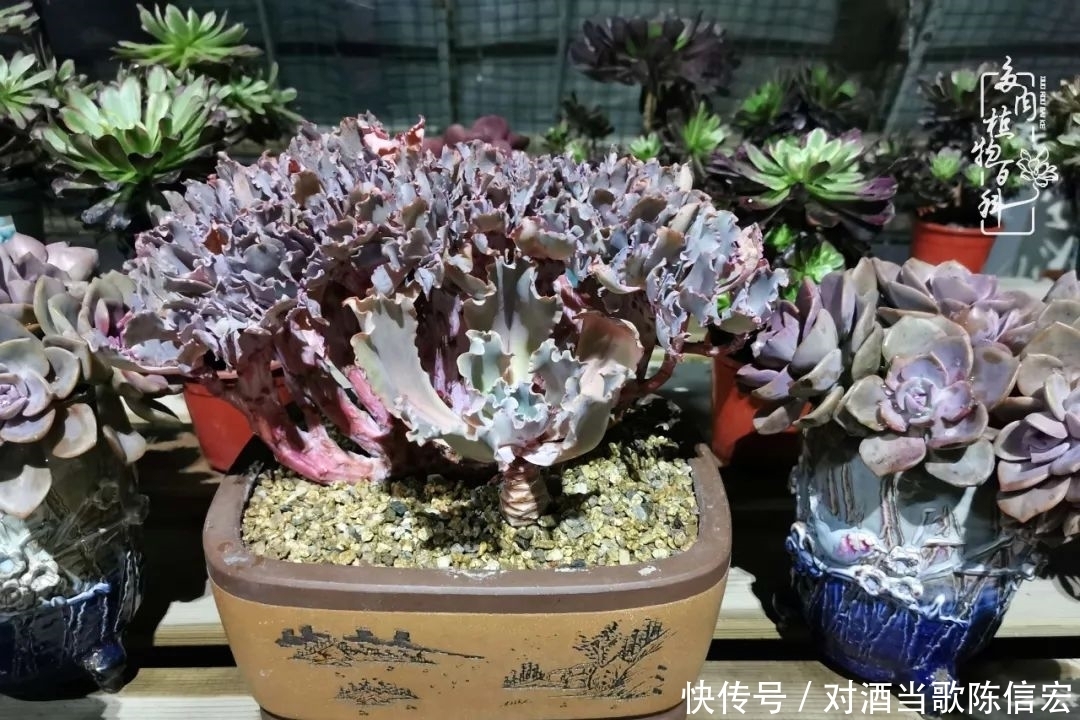 多肉桃花源:别人笑我太疯癫,我笑他人看不穿!