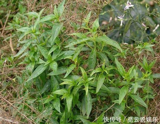 药效|农村这几种野菜,一定要多吃,药效神奇个个是宝,错过又要等一年