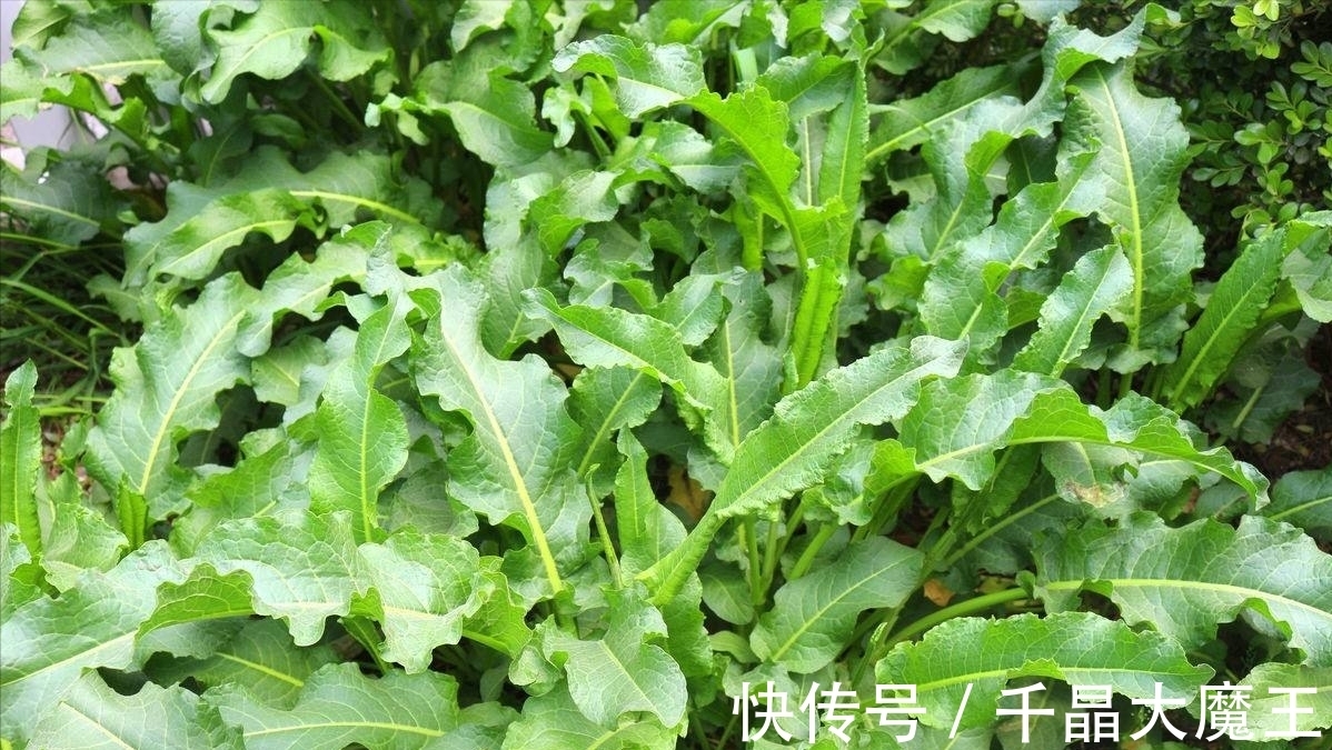 植物|农村溪沟边常见野草，人称金不换，价值很高，市场价格20元一斤