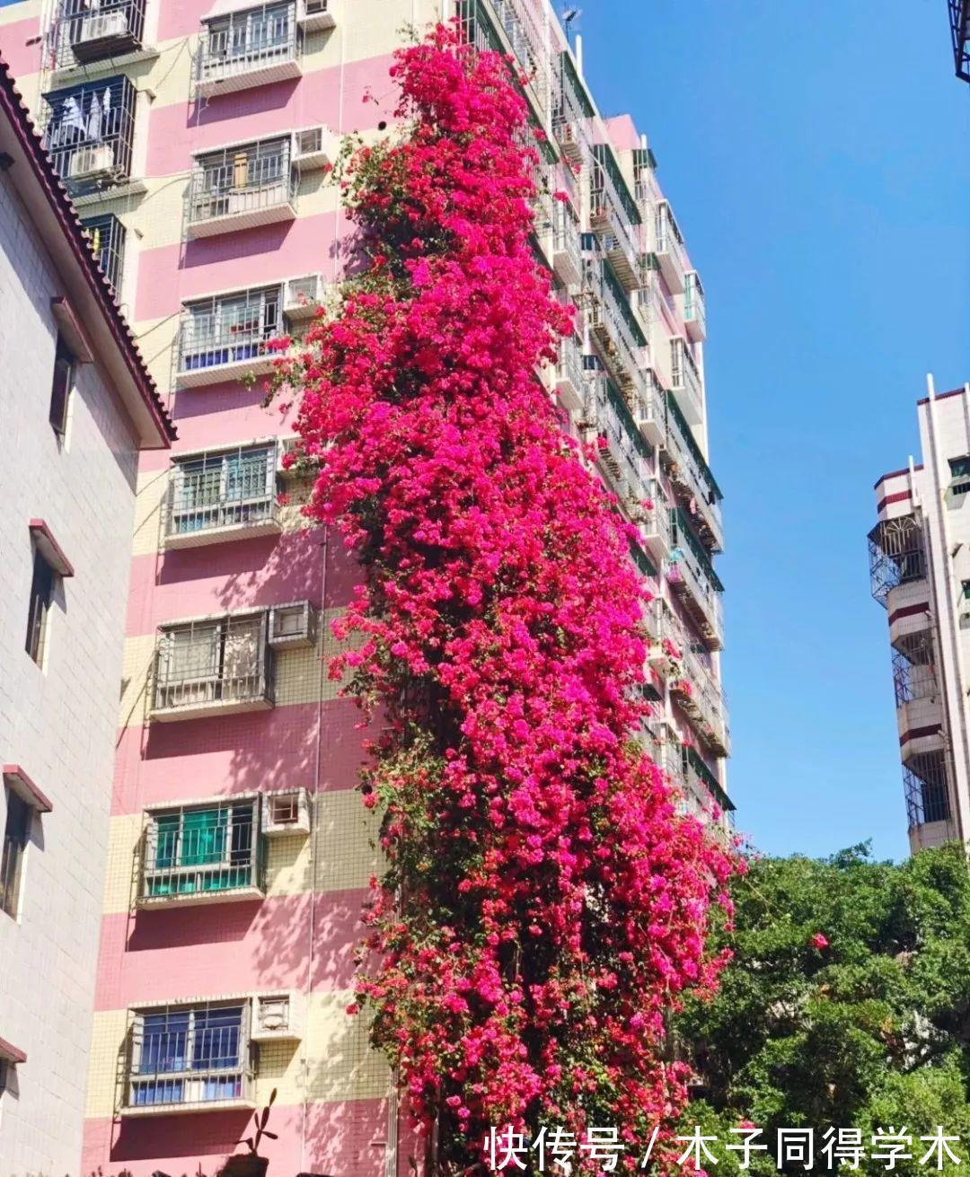 黄叶|栀子花三角梅,十有八九养不好?3个技巧,养成“花大树”