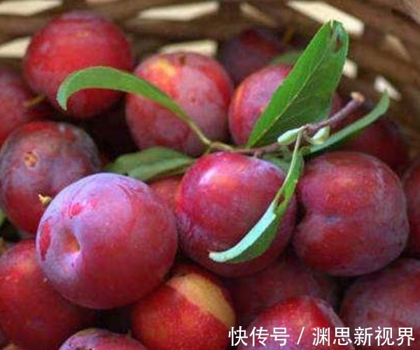 水果|夏季成熟的小水果，又被誉为“肝之果”，开胃又解毒，价值很珍贵