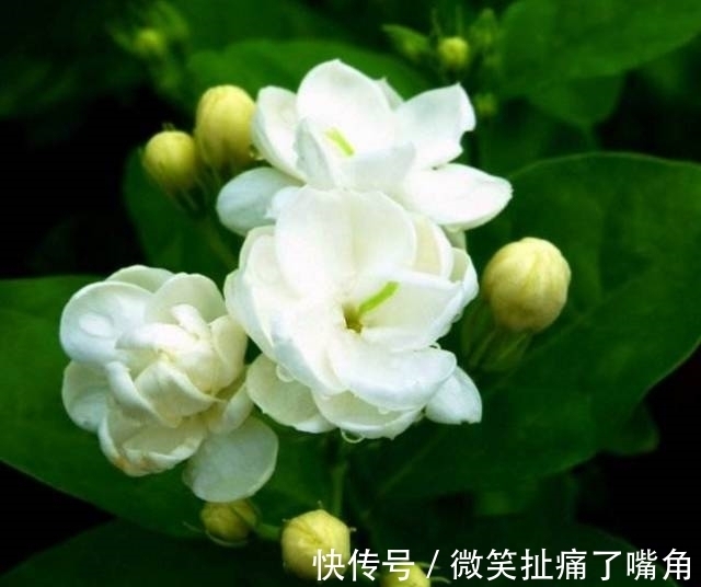 茉莉|阳台就养这些花，花香味浓，久聚不散，香味飘满屋！