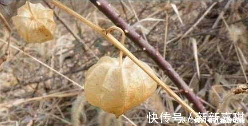 响铃草|过去田中常见到，却被误认为毒草，殊不知是治疗耳聋的奇药