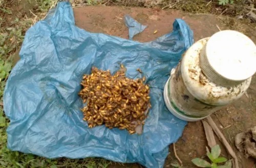 橡皮筋|农村大爷制作特殊味道的臭谷子,钓大鲤鱼一拉一个准,配方公开!