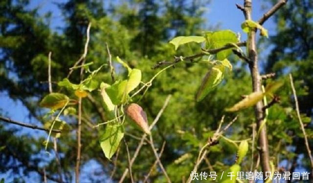 羊角菜|此杂草外形清新喜人，是中医界的“珍宝”，遇到可得保留好