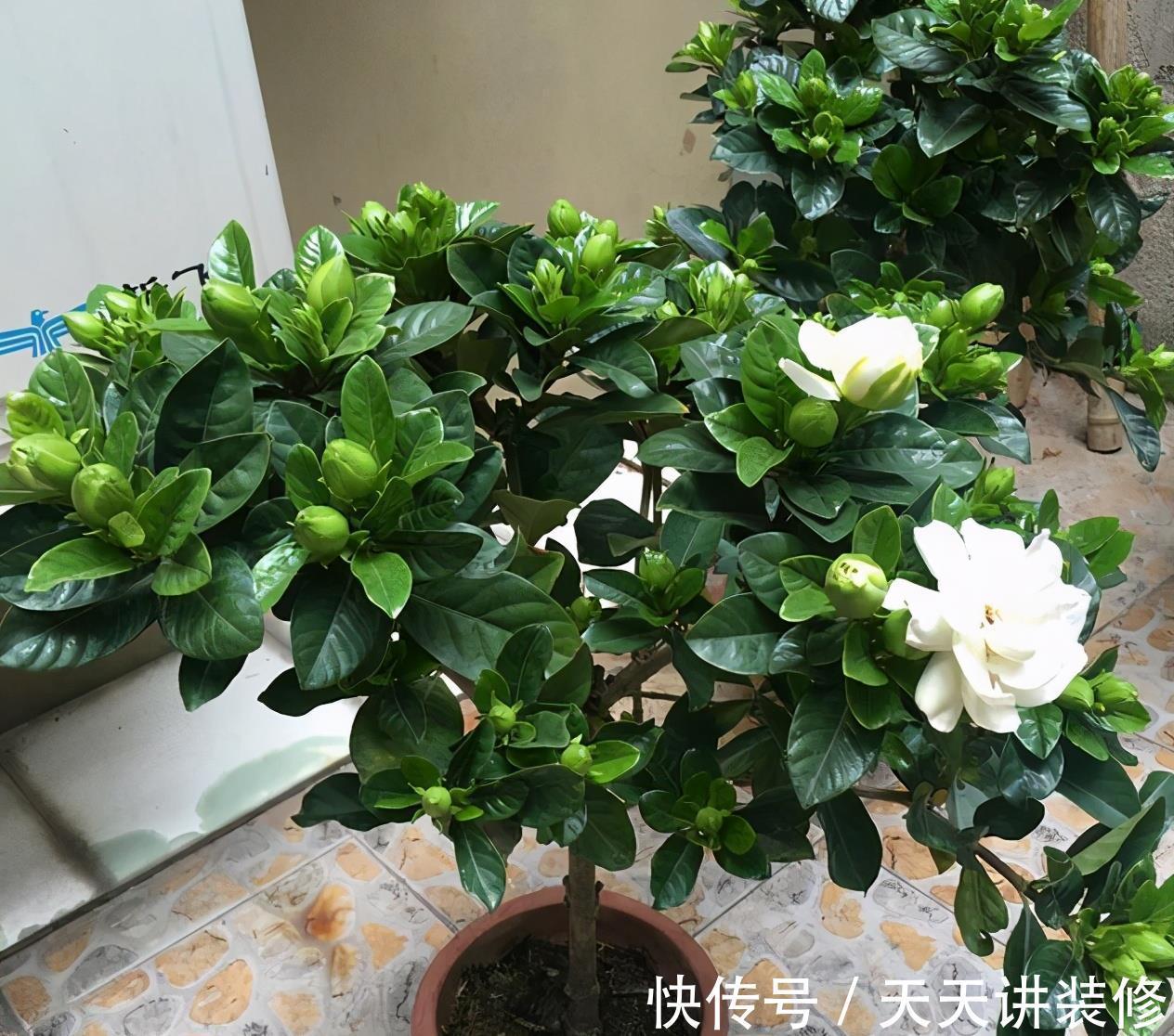 肥大花|7种“漂亮花”，天热要加“大肥”，肥大花大，缺肥耽误一年花