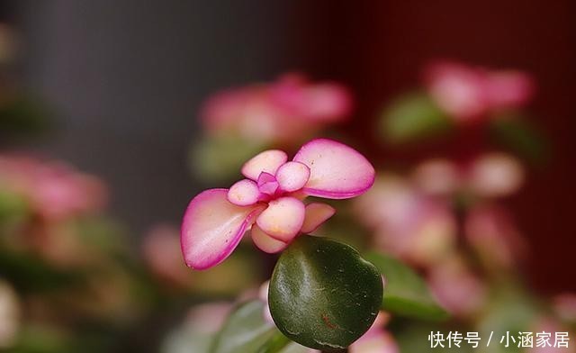 扦插|金枝玉叶如何扦插?简单这几步,一棵变多棵