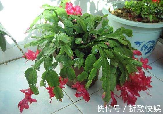 3种花掐点枝就能来个“大变身”,一盆变多盆,成活率高,生长快