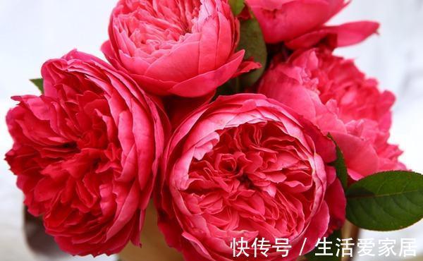 花型|10款切花月季品种推荐,送给爱你的人和你爱的人,快收藏