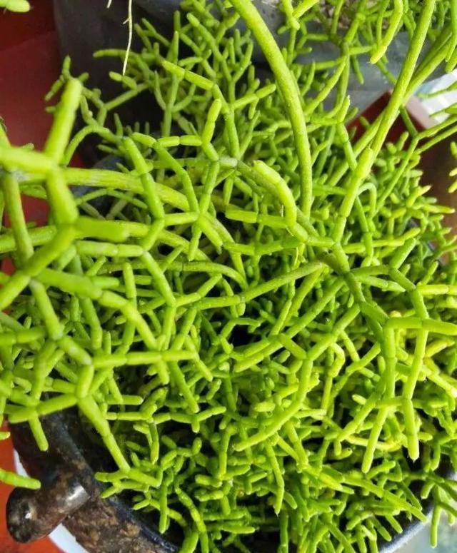 叶片|超冷门的多肉植物，你可能没见过，但养过就会上瘾