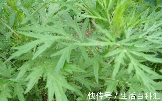 神草|乡村有一种降血压的''神草''，城市里卖40一斤，还是一种美味