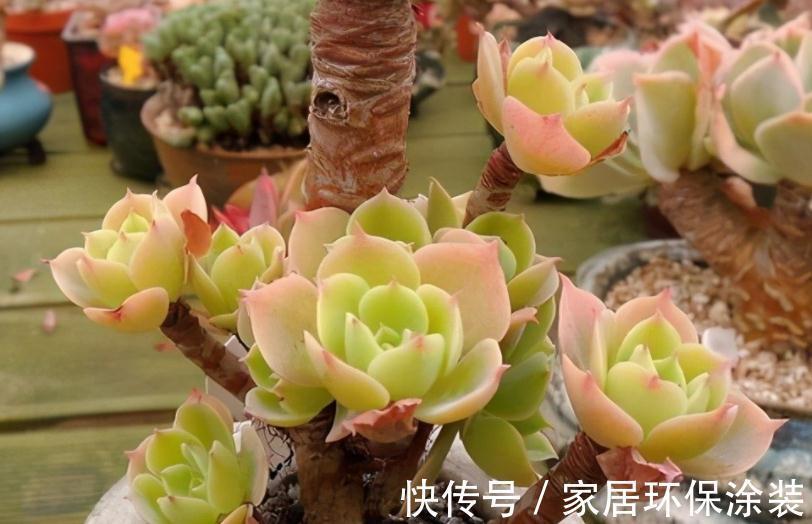 天冷不能露养多肉，碧桃该怎么办？多注意4点，根壮茎叶美