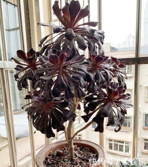 条命|黑法师变老桩要绕开几个坑,晒的“崩溃”也能保条命